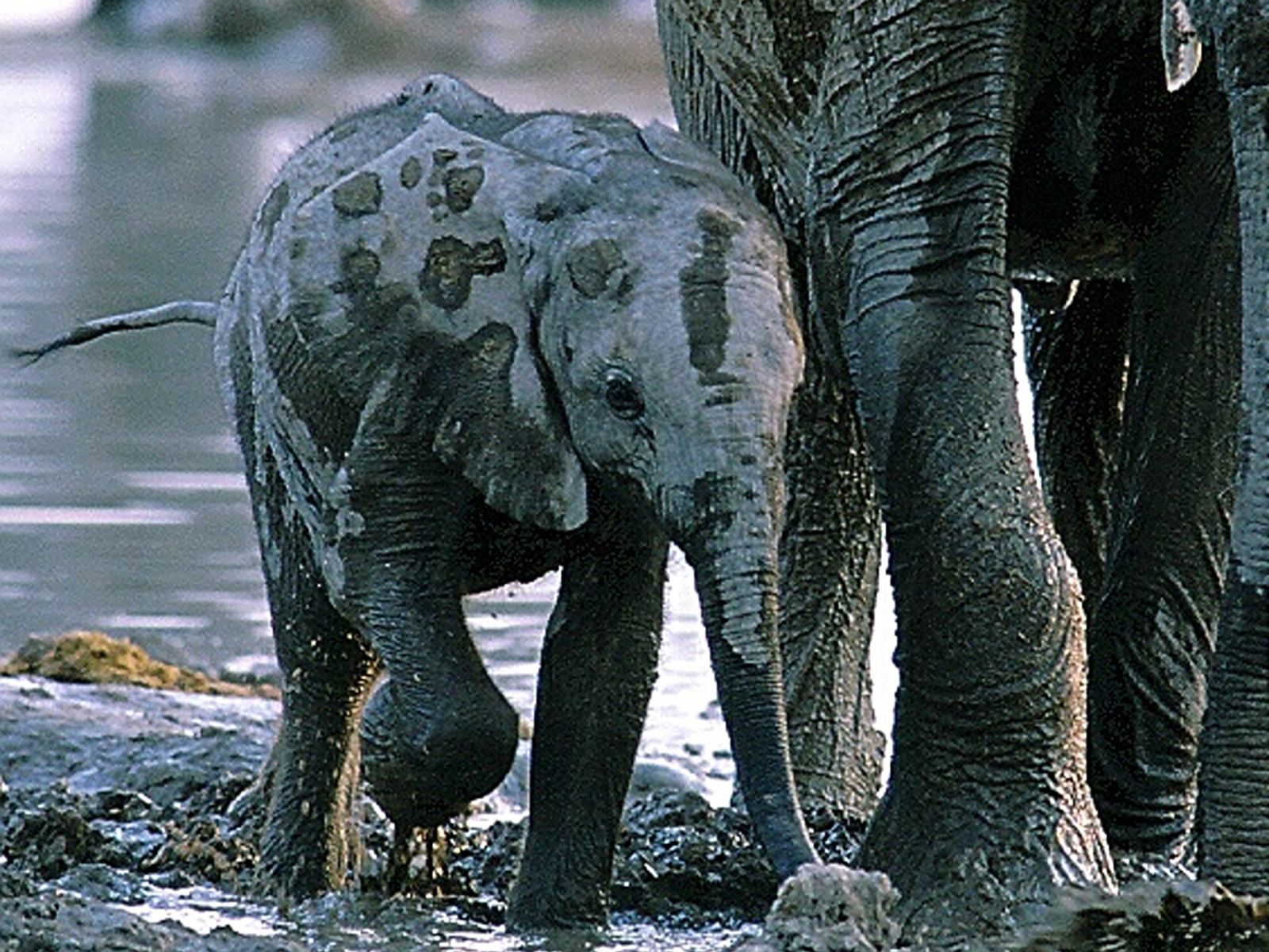 Etosha eleph calf cow (1)